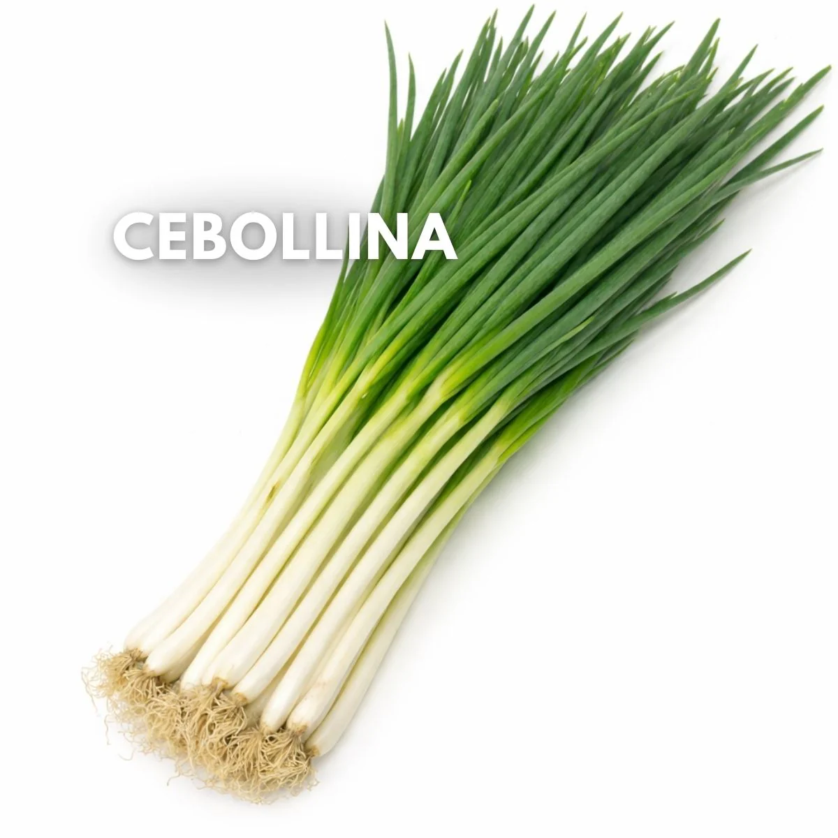 Semillas De Cebollina. Cebollín (Cebolla Larga) 5G (1000 Semillas Aprox) Ideal Para Huerto Y Cultivo Hidropónico. Uso Culinario