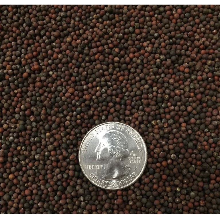 Semillas De Coles De Bruselas (100% Heirloom / No Híbrido / No GMO). 15 Semillas Aproximadamente. - Image 3