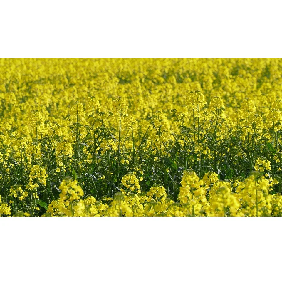 Semillas De Canola O Colza, Cultivo De Cobertura. Paquete XL, Cubre Aprox. 1,000 Pies Cuadrados - Image 2