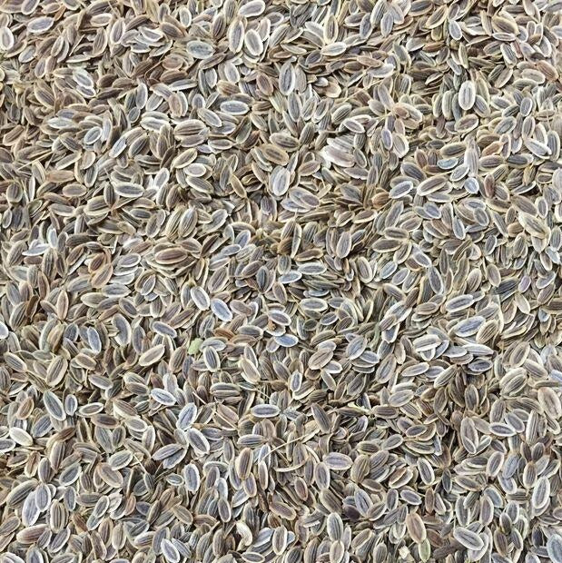 Semillas De Eneldo, Ramo (100% Heirloom/No Híbrido/No GMO). 100 Semillas Aproximadamente. - Image 2