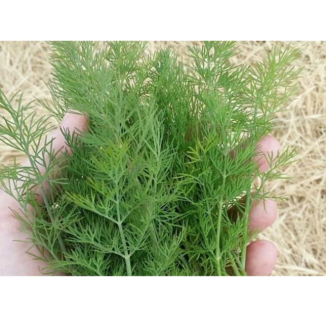 Semillas De Eneldo, Ramo (100% Heirloom/No Híbrido/No GMO). 100 Semillas Aproximadamente. - Image 3