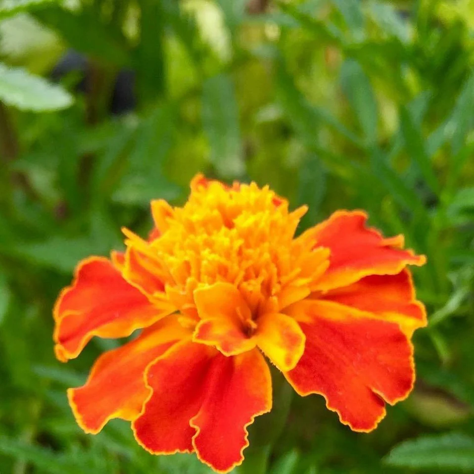 Semillas De Flor Sparky Marigold. 120 Semillas Aproximadamente. - Image 2