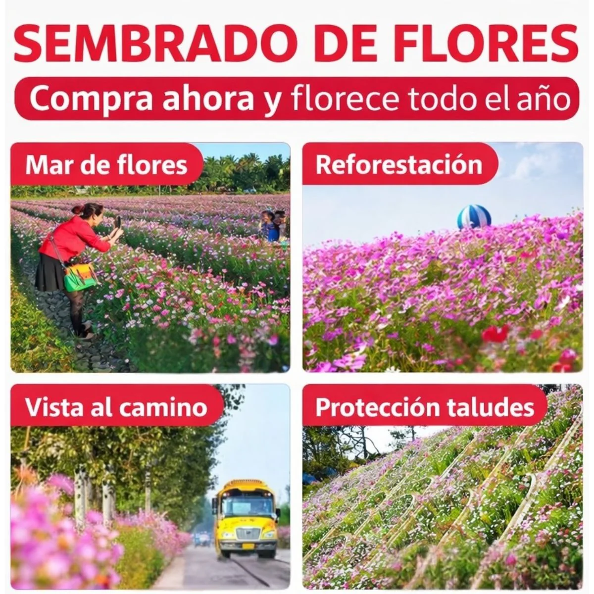 Semillas De Flores Silvestres Mix 4 Estaciones (1000 Semillas) + 1 Fertilizante Para Jardín, Paisajismo Y Bordes De Camino, Alta Germinación, Floración Colorida. - Image 2