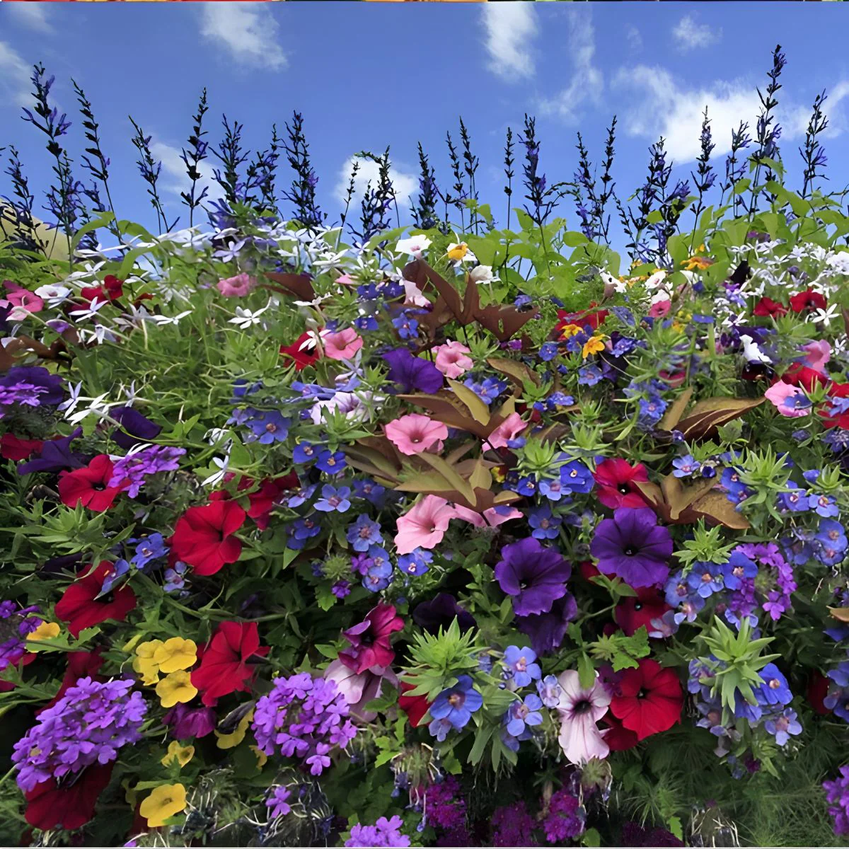 Semillas De Flores Silvestres Multicolor 50G. Mezcla Wildflowers De Alta Germinación.