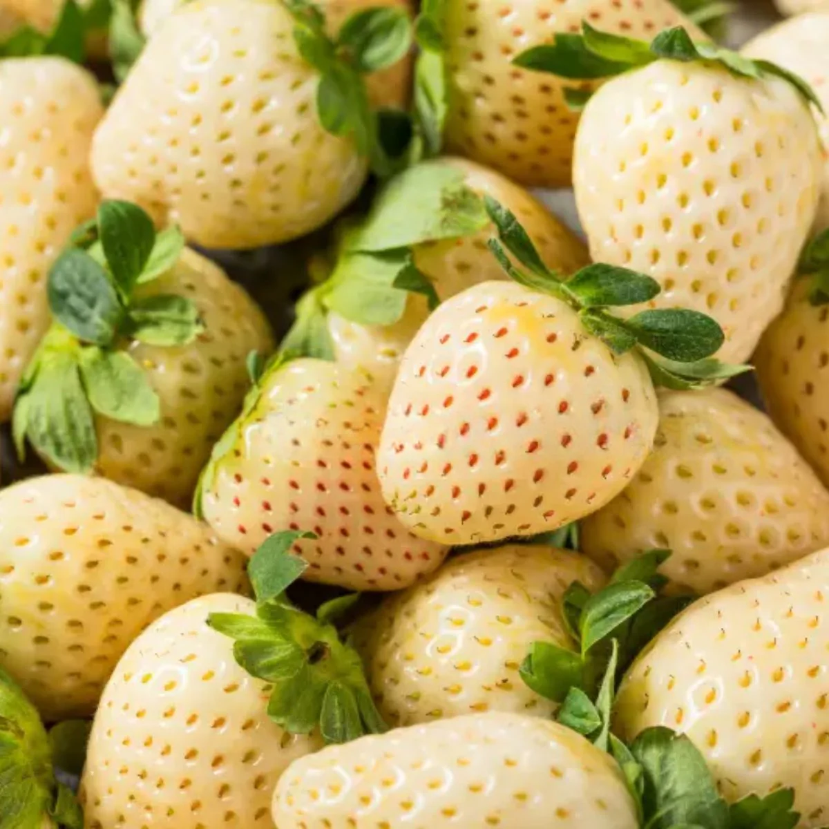 Semillas De Fresa Blanca 200 Semillas. Pack De Semillas De Frutilla Pinberry Para Sembrar Ideal Para Jardinería Y Huertos. - Image 2