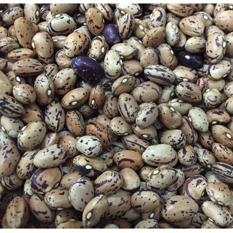 Semillas De Frijol Bush, Borlotti Cranberry (100% Heirloom/No Híbrido/No GMO). 20 Semillas Aprox. - Image 2