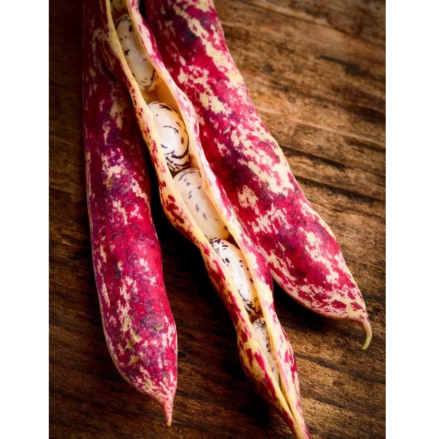 Semillas De Frijol Bush, Borlotti Cranberry (100% Heirloom/No Híbrido/No GMO). 20 Semillas Aprox. - Image 3