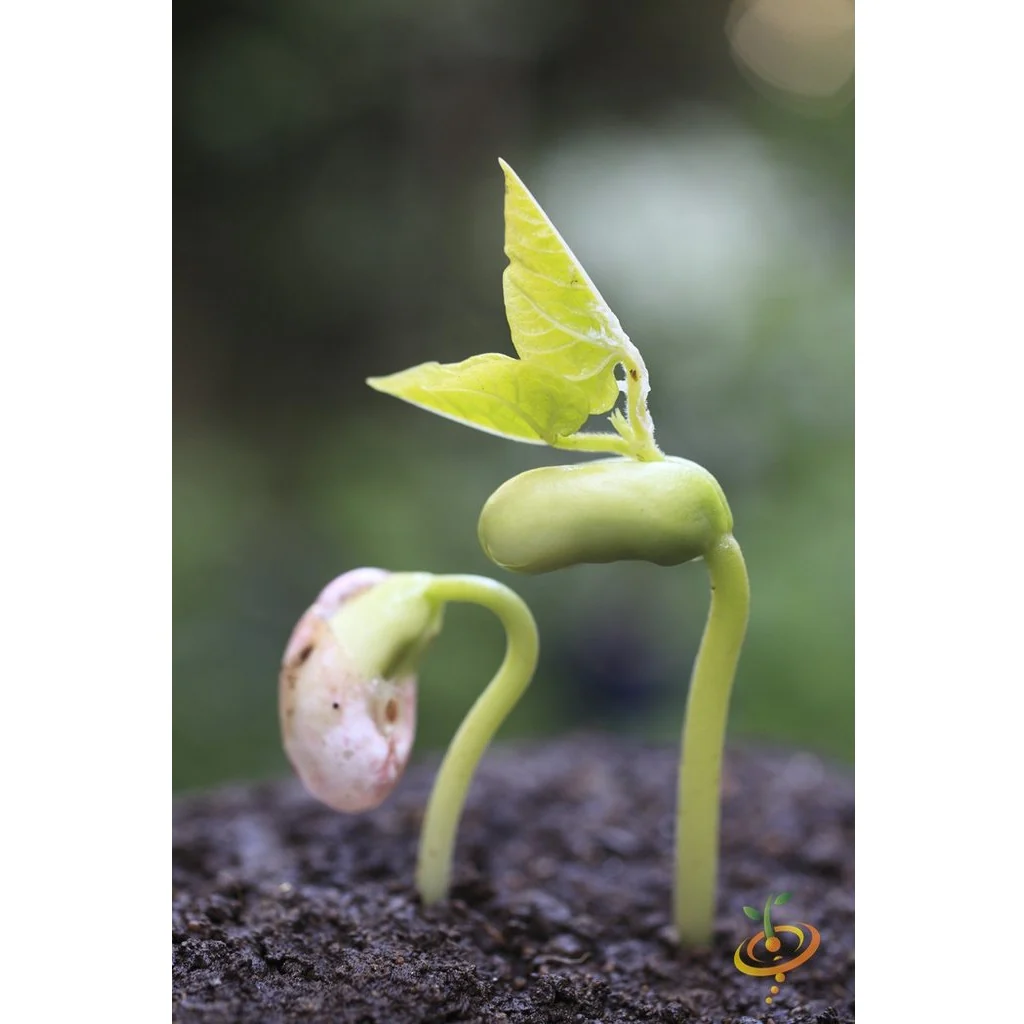 Semillas De Frijol Bush, Borlotti Cranberry (100% Heirloom/No Híbrido/No GMO). 20 Semillas Aprox. - Image 4