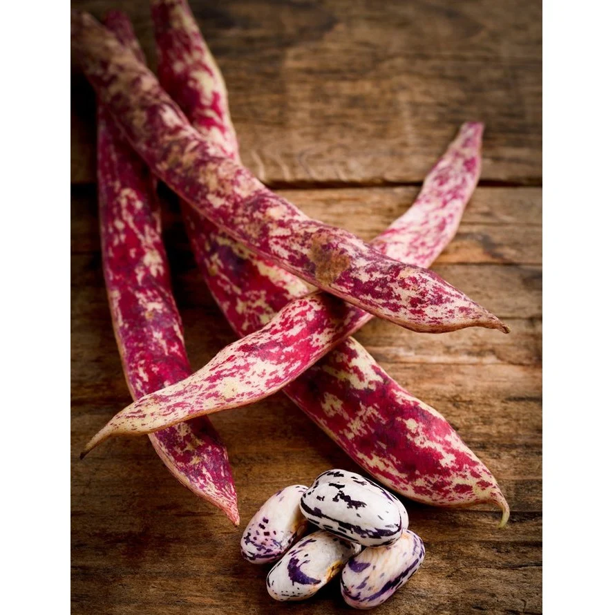 Semillas De Frijol Bush, Borlotti Cranberry (100% Heirloom/No Híbrido/No GMO). 20 Semillas Aprox. - Image 5