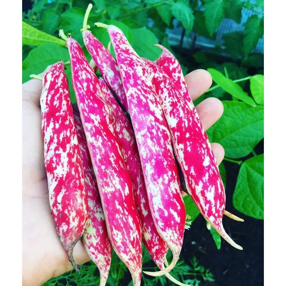 Semillas De Frijol Bush, Borlotti Cranberry (100% Heirloom/No Híbrido/No GMO). 20 Semillas Aprox. - Image 6