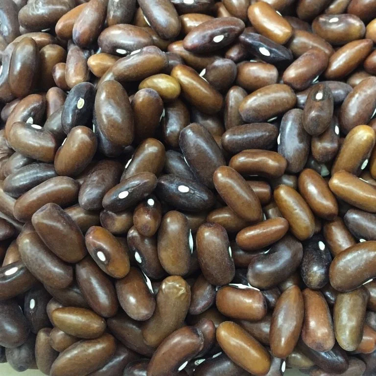Semillas De Frijol Bush, Landreth (100% Heirloom/No Híbrido/No GMO). 15 Semillas Aproximadamente. - Image 2