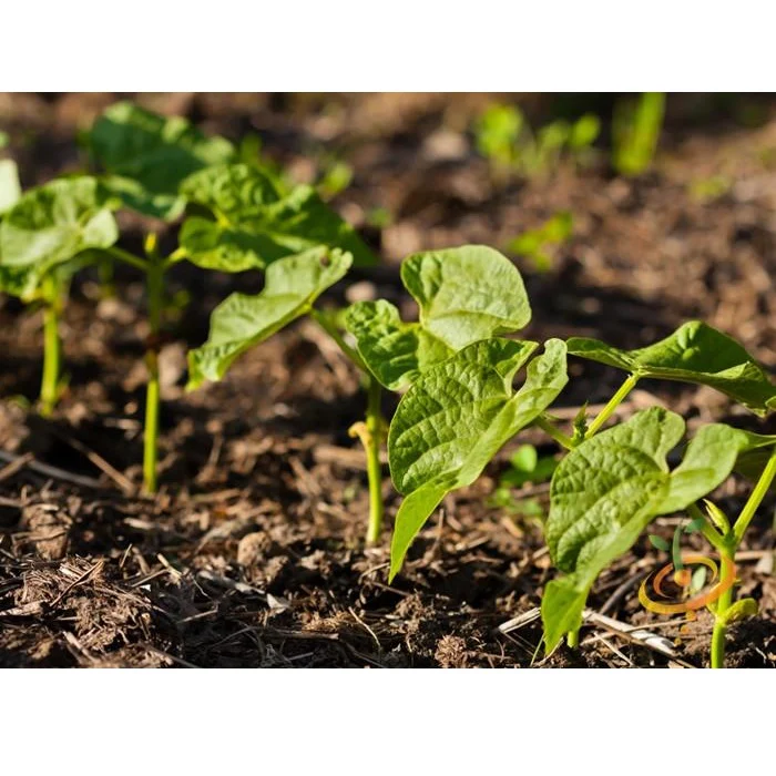 Semillas De Frijol Bush, Landreth (100% Heirloom/No Híbrido/No GMO). 15 Semillas Aproximadamente. - Image 3