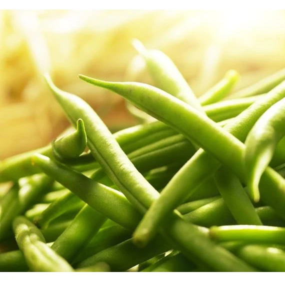 Semillas De Frijol Bush, Landreth (100% Heirloom/No Híbrido/No GMO). 15 Semillas Aproximadamente. - Image 5