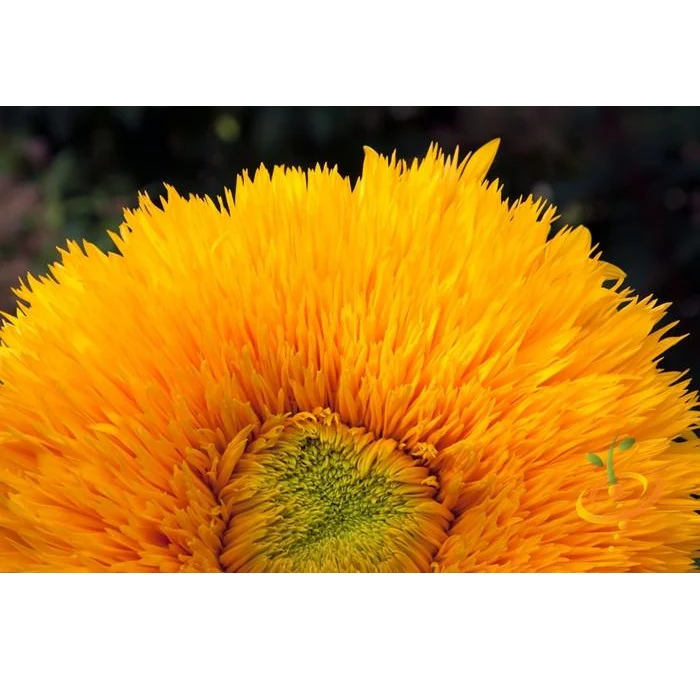 Semillas De Girasol Alto (100% Heirloom/No Híbrido/No GMO). 30 Semillas Aproximadamente. - Image 2