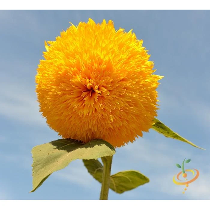 Semillas De Girasol Alto (100% Heirloom/No Híbrido/No GMO). 30 Semillas Aproximadamente. - Image 3