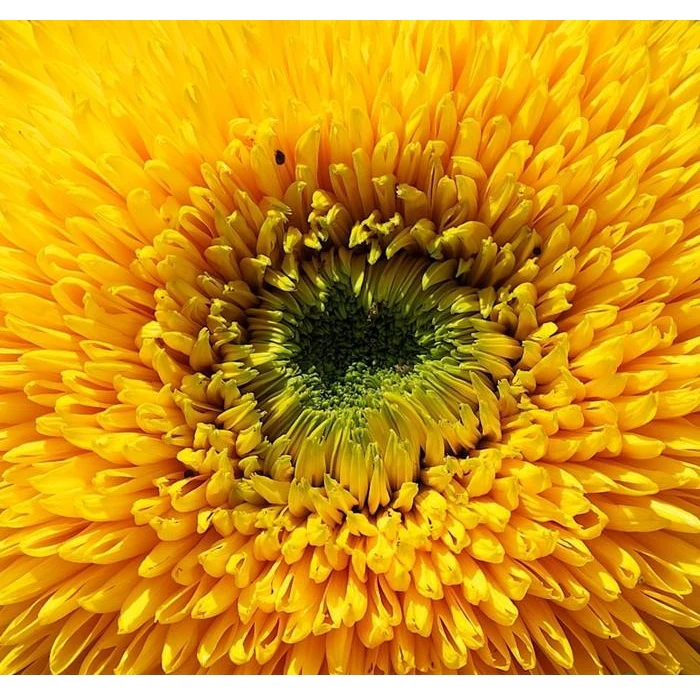 Semillas De Girasol Enano (100% Heirloom/No Híbrido/No GMO). 30 Semillas Aproximadamente. - Image 3