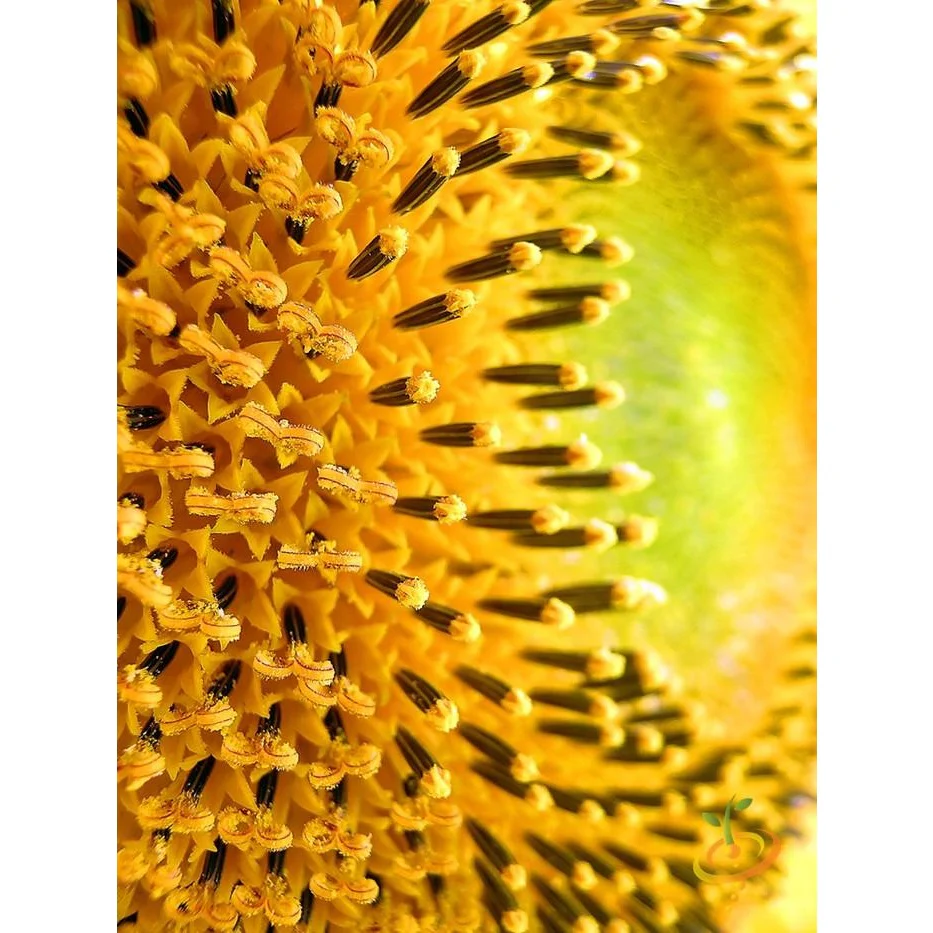Semillas De Girasol Enano (100% Heirloom/No Híbrido/No GMO). 30 Semillas Aproximadamente. - Image 4