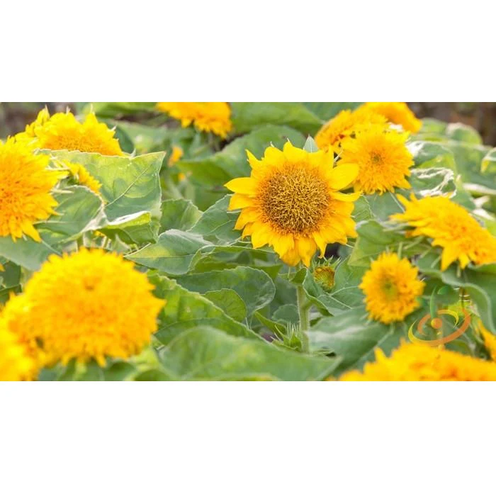 Semillas De Girasol Enano (100% Heirloom/No Híbrido/No GMO). 30 Semillas Aproximadamente. - Image 6