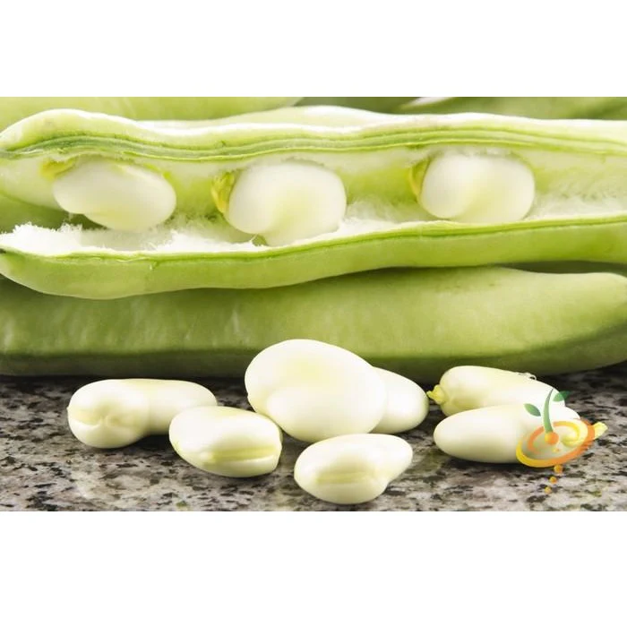 Semillas De Habas, Broad Windsor (100% Heirloom/No Híbrido/No GMO). 15 Semillas Aprox. - Image 6