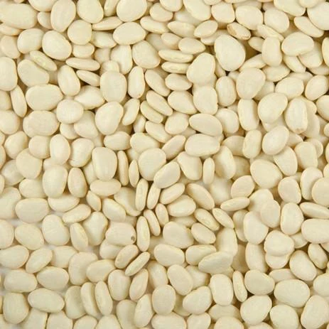 Semillas De Habas Lima, Early Thorogreen (100% Heirloom/No Híbrido/No GMO). 20 Semillas Aprox. - Image 2