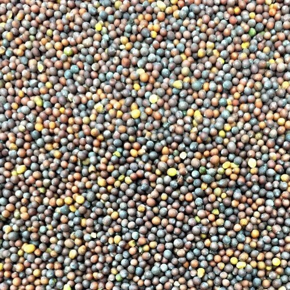 Semillas De Hojas De Mostaza, Green Wave (100% Heirloom/No Híbrido/No GMO). 30 Semillas Aprox. - Image 2