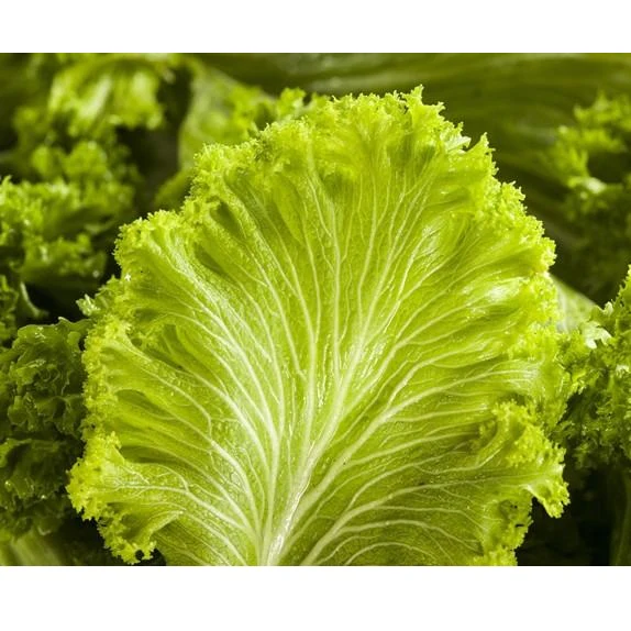 Semillas De Hojas De Mostaza, Green Wave (100% Heirloom/No Híbrido/No GMO). 30 Semillas Aprox. - Image 3