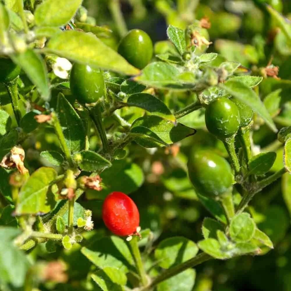 Semillas De Jalapeños Chiltepin. - Image 2