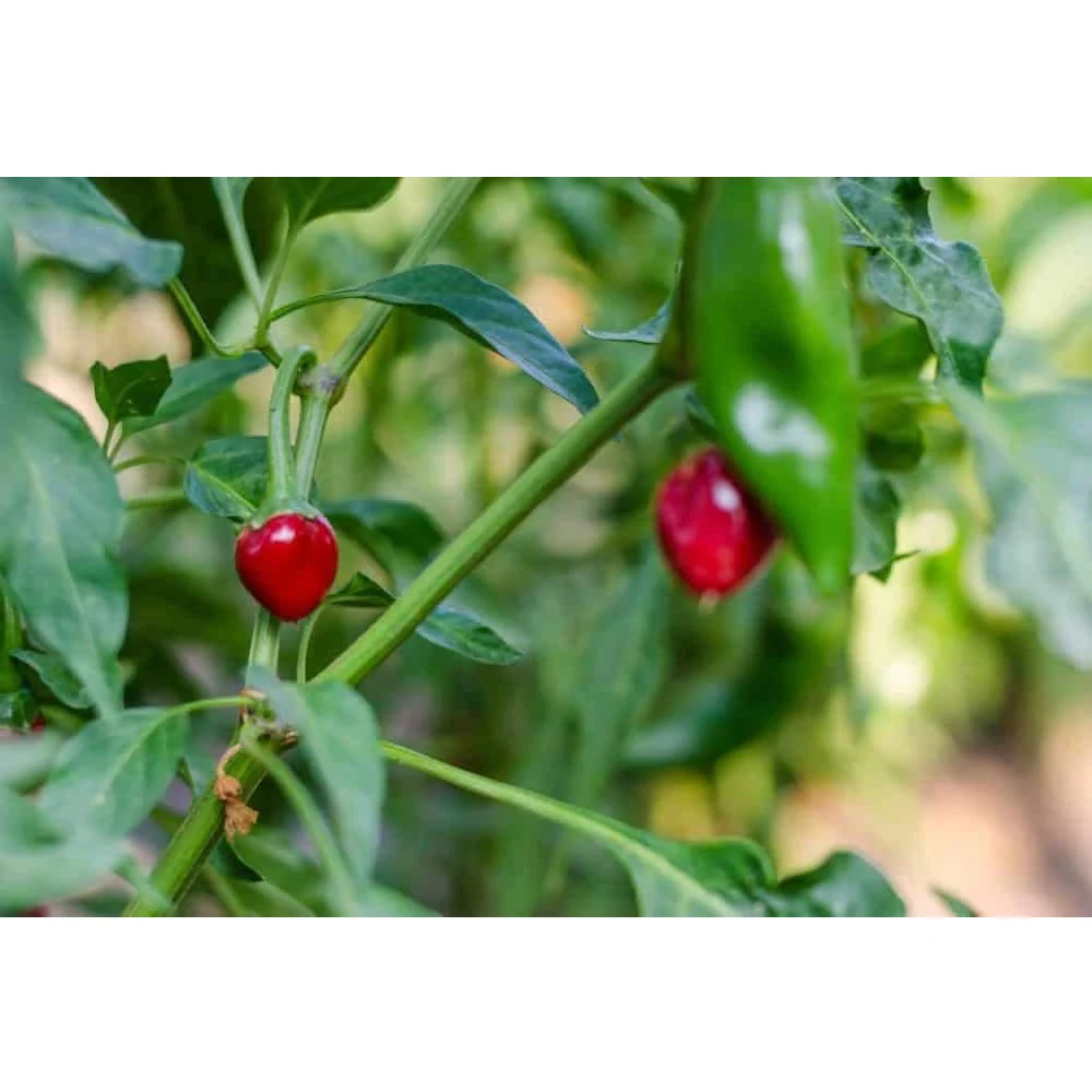 Semillas De Jalapeños Chiltepin. - Image 3