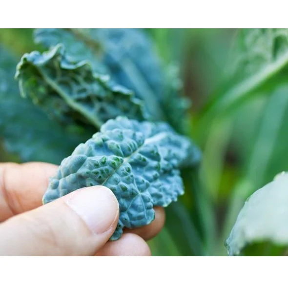 Semillas De Kale (100% Heirloom/No Híbrido/No GMO). 55 Semillas Aproximadamente. - Image 4