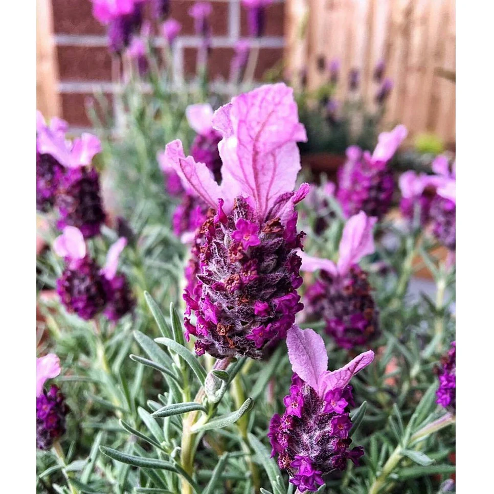 Semillas De Lavanda, Inglesa (100% Heirloom/No Híbrido/No GMO). 50 Semillas Aproximadamente. - Image 2