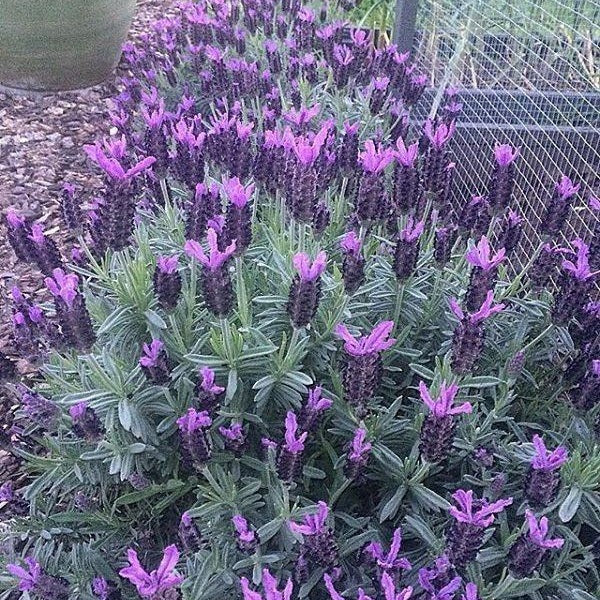 Semillas De Lavanda, Inglesa (100% Heirloom/No Híbrido/No GMO). 50 Semillas Aproximadamente. - Image 3