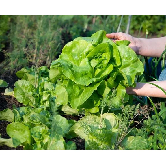 Semillas De Lechuga, All Year (100% Heirloom/No Híbrido/No GMO). 200 Semillas Aproximadamente. - Image 3