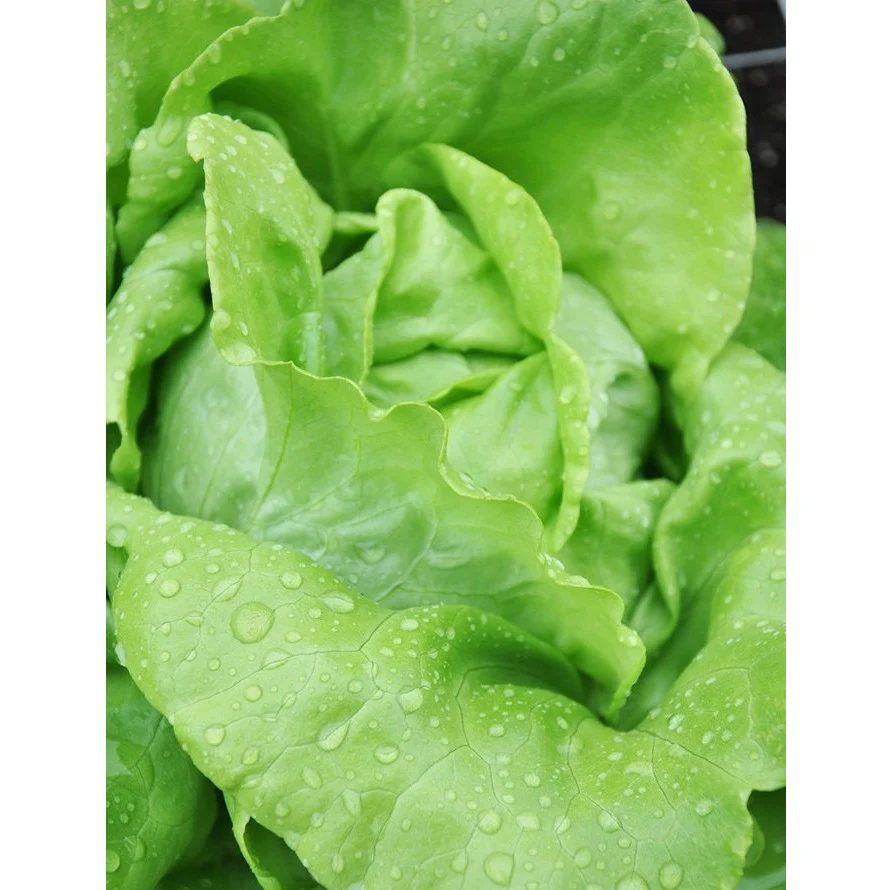 Semillas De Lechuga, All Year (100% Heirloom/No Híbrido/No GMO). 200 Semillas Aproximadamente. - Image 4