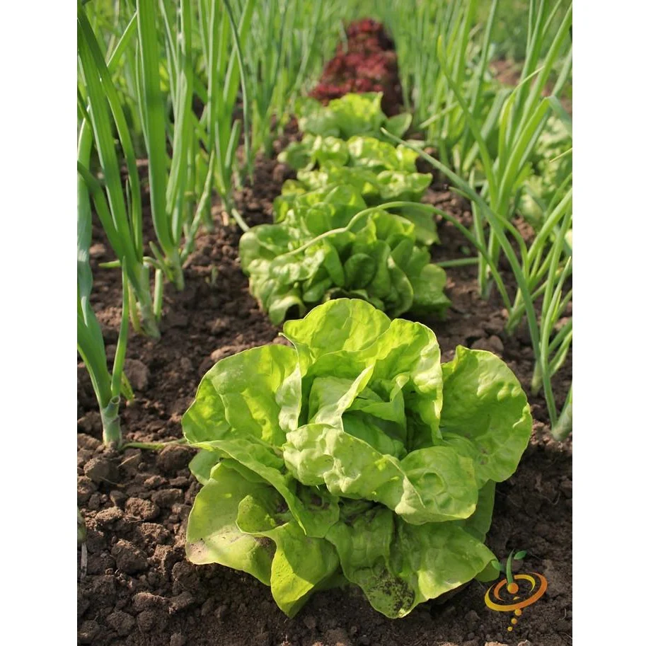 Semillas De Lechuga, All Year (100% Heirloom/No Híbrido/No GMO). 200 Semillas Aproximadamente. - Image 5