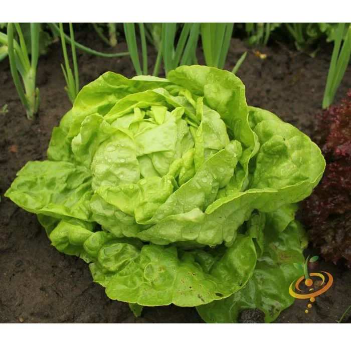 Semillas De Lechuga, All Year (100% Heirloom/No Híbrido/No GMO). 200 Semillas Aproximadamente. - Image 6