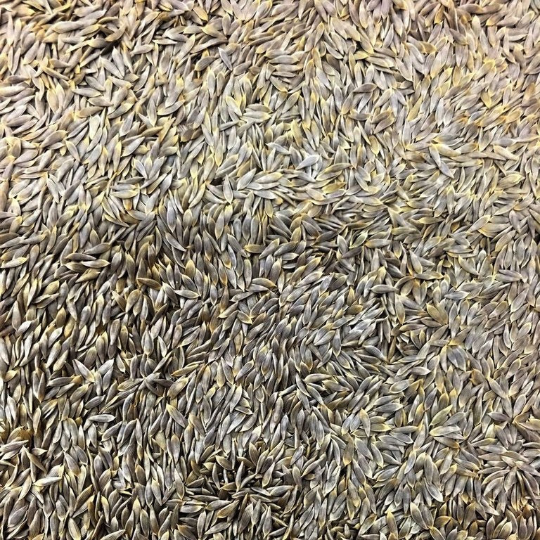 Semillas De Lechuga, Crisphead (100% Heirloom/No Híbrido/No GMO). 190 Semillas Aproximadamente. - Image 2