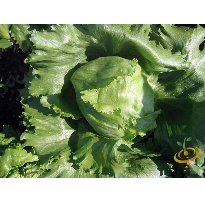 Semillas De Lechuga, Crisphead (100% Heirloom/No Híbrido/No GMO). 190 Semillas Aproximadamente. - Image 3
