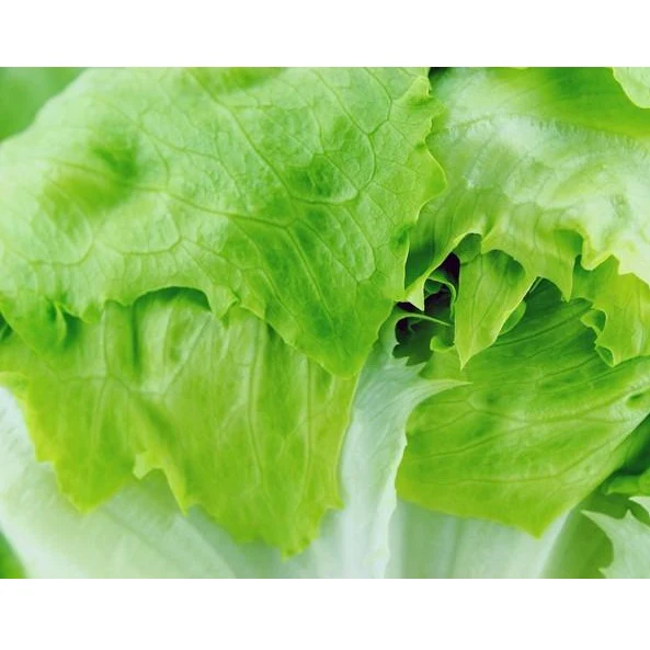 Semillas De Lechuga, Crisphead (100% Heirloom/No Híbrido/No GMO). 190 Semillas Aproximadamente. - Image 5