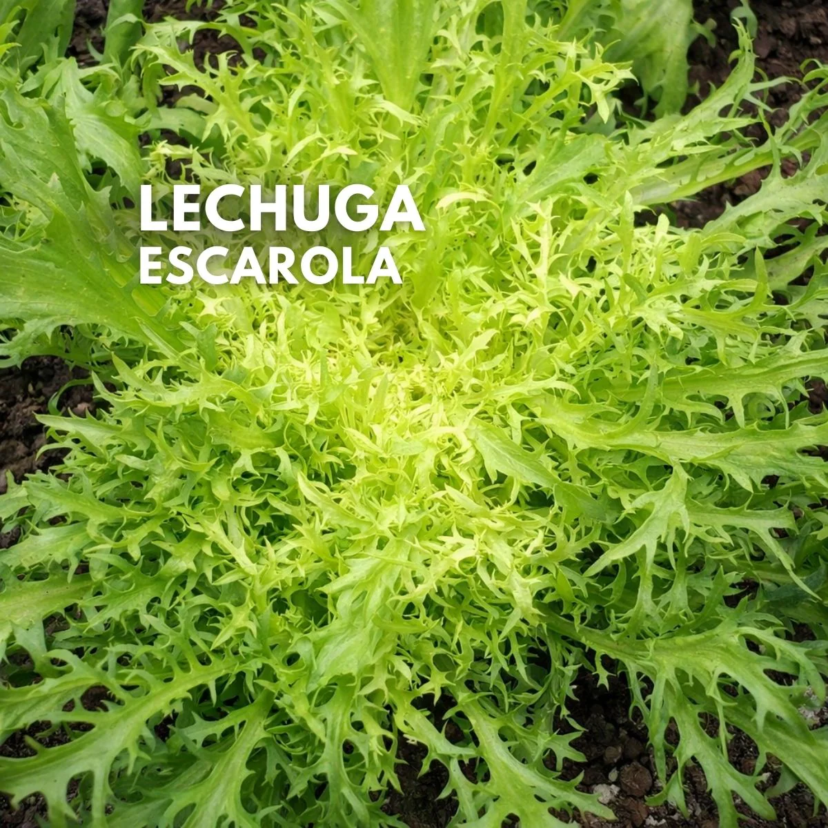 Semillas De Lechuga Frisée (Escarola Rizada). Achicoria Australiana. Variedad Gourmet Para Ensaladas. 800 Semillas Aprox. Para Cultivos, Huertos Y Jardinería.