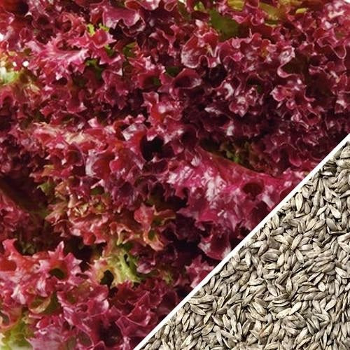 Semillas De Lechuga Roja (100% Heirloom/No Híbrido/No GMO). 150 Semillas Aproximadamente.