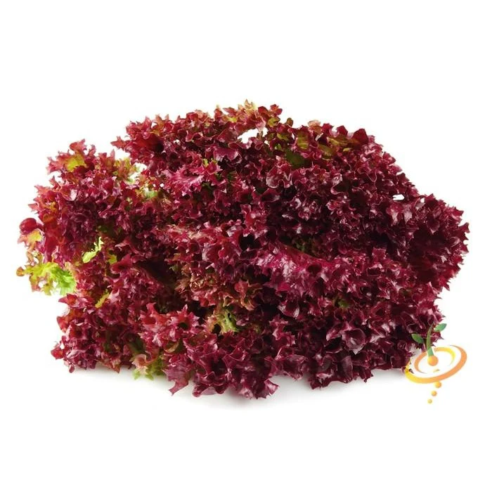 Semillas De Lechuga Roja (100% Heirloom/No Híbrido/No GMO). 150 Semillas Aproximadamente. - Image 4