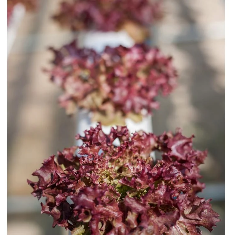 Semillas De Lechuga Roja (100% Heirloom/No Híbrido/No GMO). 150 Semillas Aproximadamente. - Image 5