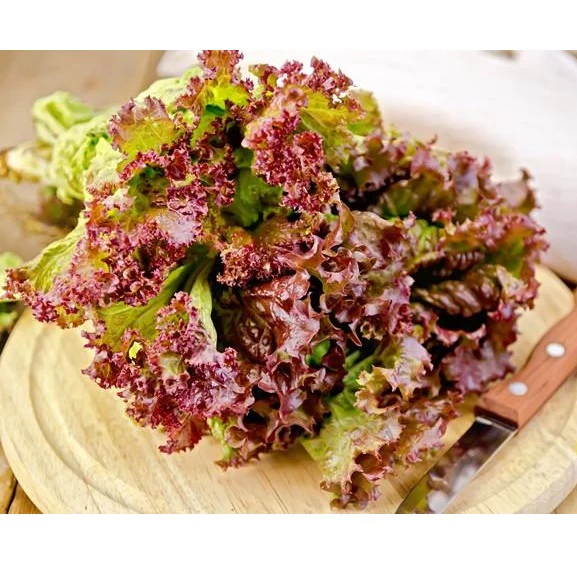 Semillas De Lechuga Roja (100% Heirloom/No Híbrido/No GMO). 150 Semillas Aproximadamente. - Image 6