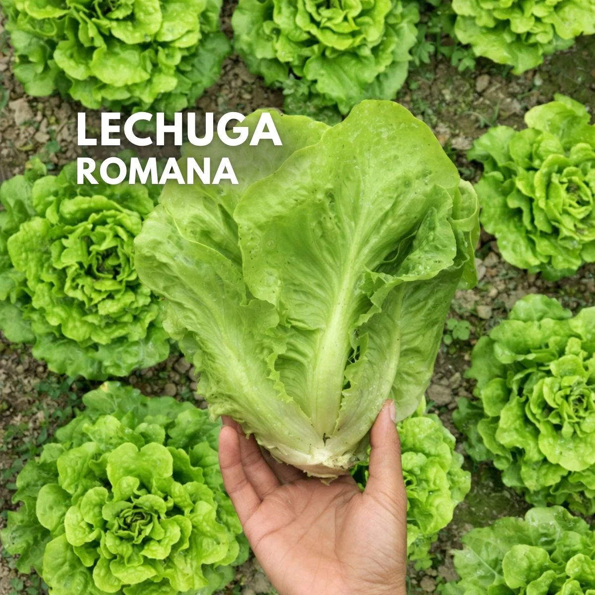 Semillas De Lechuga Romana  2000 Semillas Aprox. Para Cultivos, Huertos Y Jardinería.