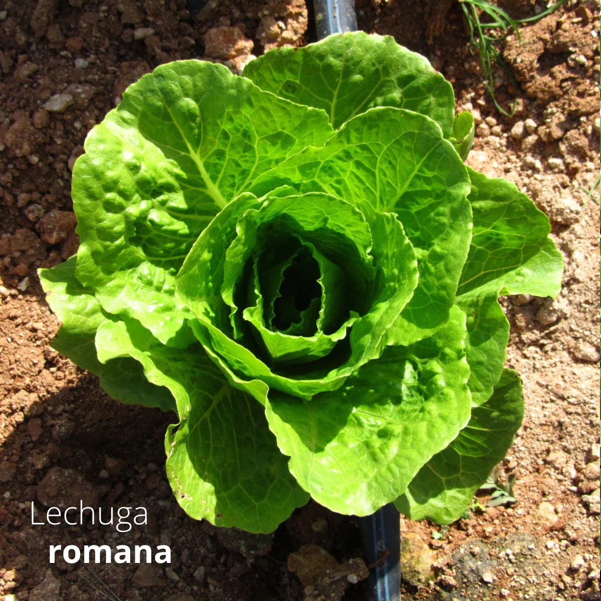 Semillas De Lechuga Romana. (3 Gramos). Pack De Semillas De Lechuga Italiana.