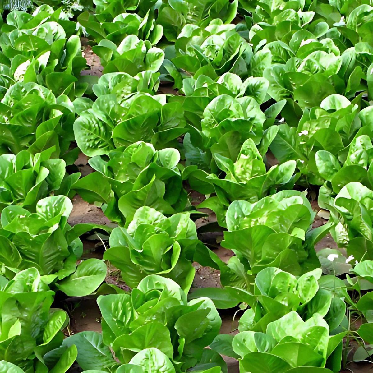 Semillas De Lechuga Romana. (3 Gramos). Pack De Semillas De Lechuga Italiana. - Image 2