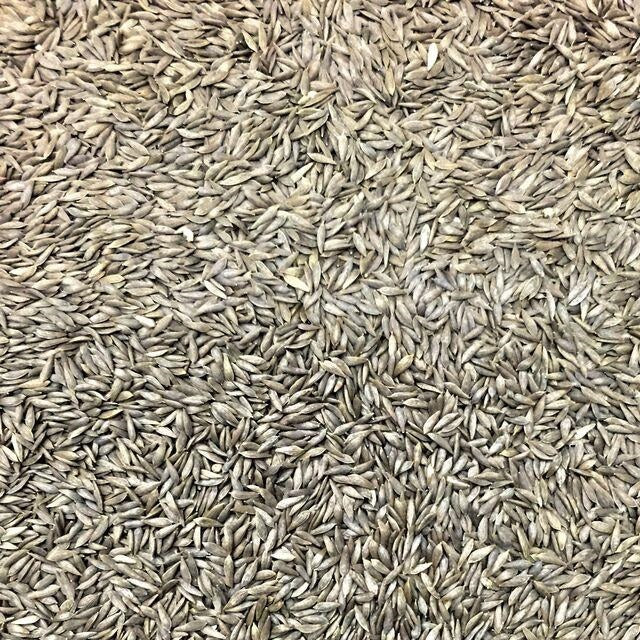 Semillas De Lechuga, Tango (100% Heirloom/No Híbrido/No GMO). 150 Semillas Aproximadamente. - Image 2