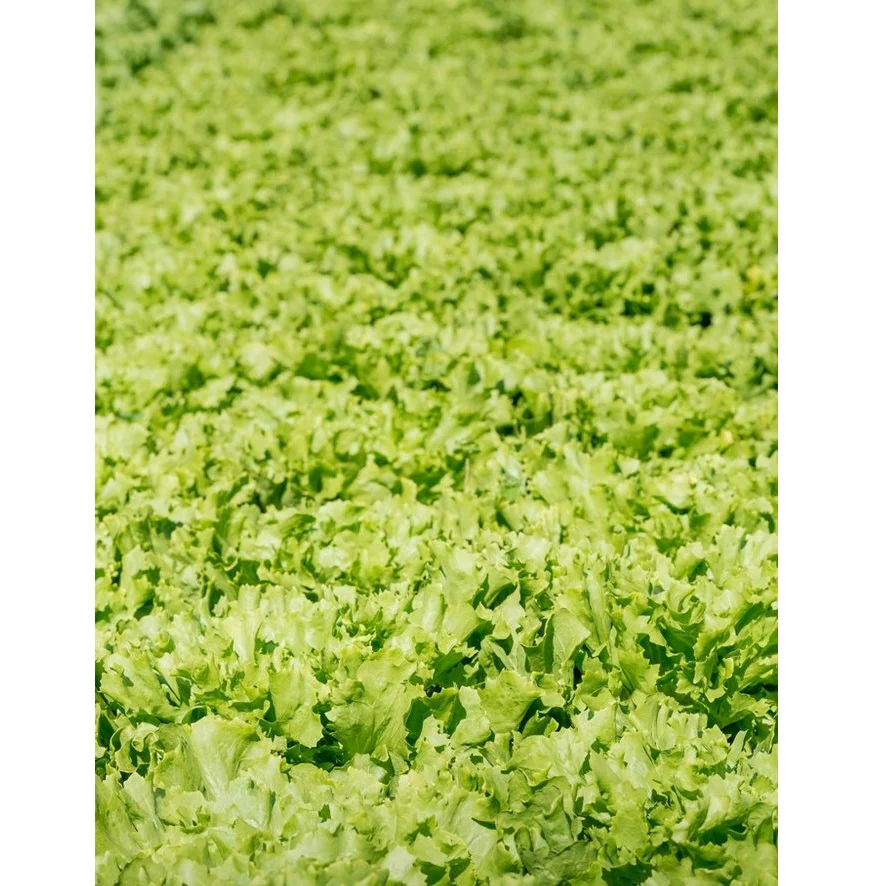 Semillas De Lechuga, Tango (100% Heirloom/No Híbrido/No GMO). 150 Semillas Aproximadamente. - Image 4