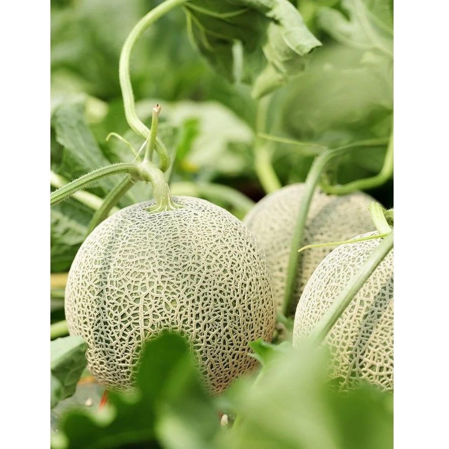 Semillas De Melon, Honey Rock (100% Heirloom/No Híbrido/No GMO). 10 Semillas Aproximadamente. - Image 2