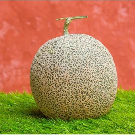 Semillas De Melon, Honey Rock (100% Heirloom/No Híbrido/No GMO). 10 Semillas Aproximadamente. - Image 4